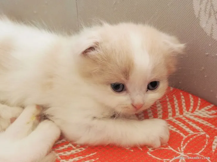 ID:2003-01269の子猫