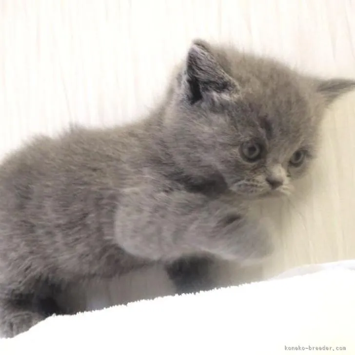 ID：2301-01105の子猫