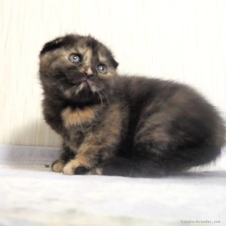 ID:2301-01102の子猫