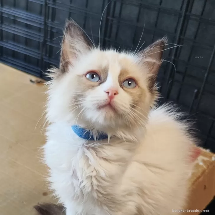ID:2311-02042の子猫