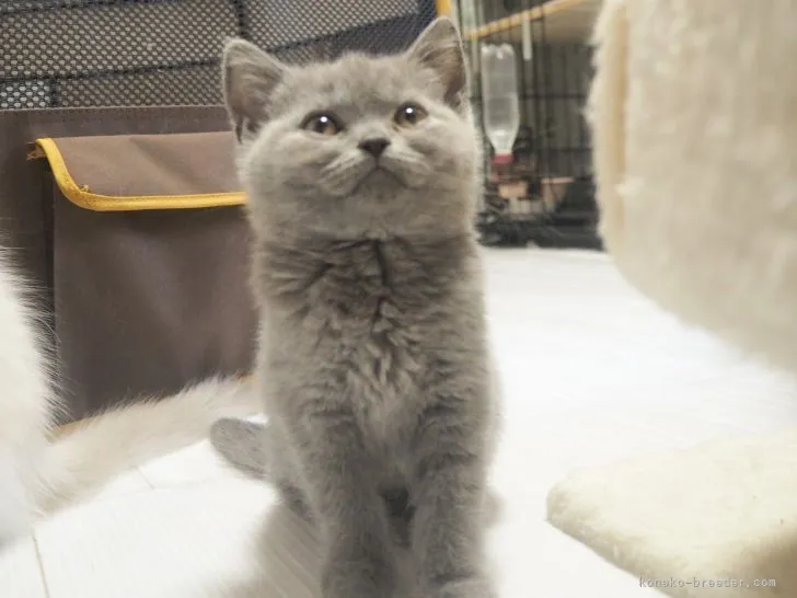ID：2204-00322の子猫