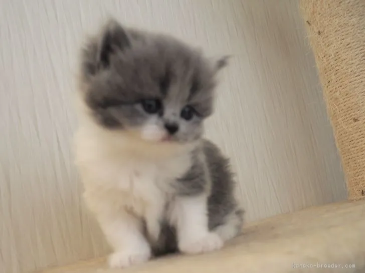 ID：2204-01532の子猫