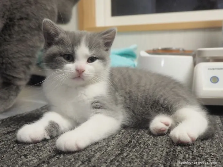 ID:2111-00049の子猫