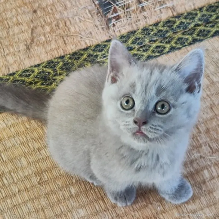 ID:2306-02930の子猫
