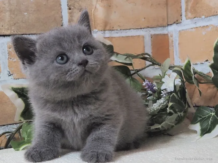 ID：2207-00812の子猫