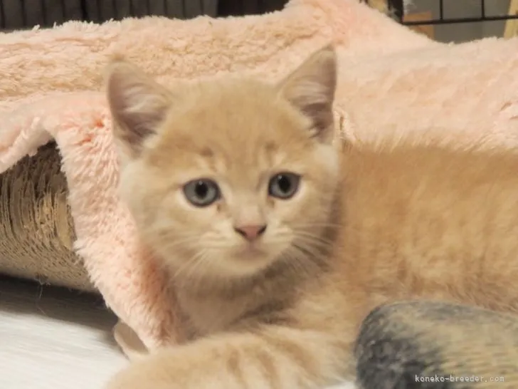 ID：2107-00600の子猫
