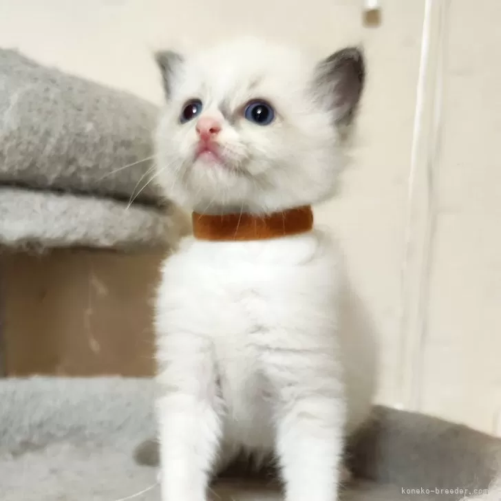 ID:2406-02780の子猫