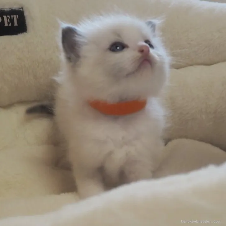 ID:2306-00796の子猫