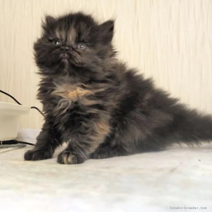 ID：2301-01103の子猫