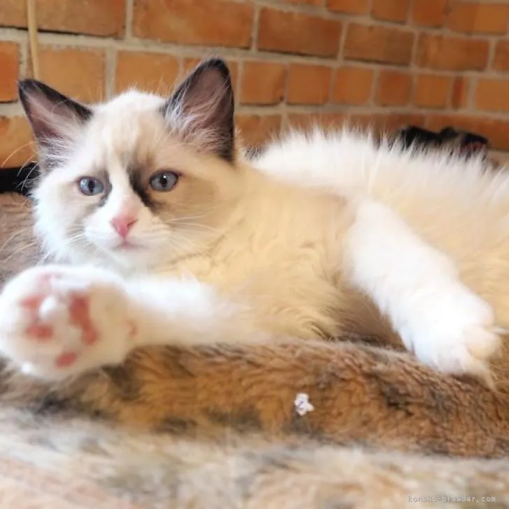ID：2301-01096の子猫