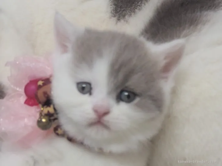 ID：2203-01114の子猫