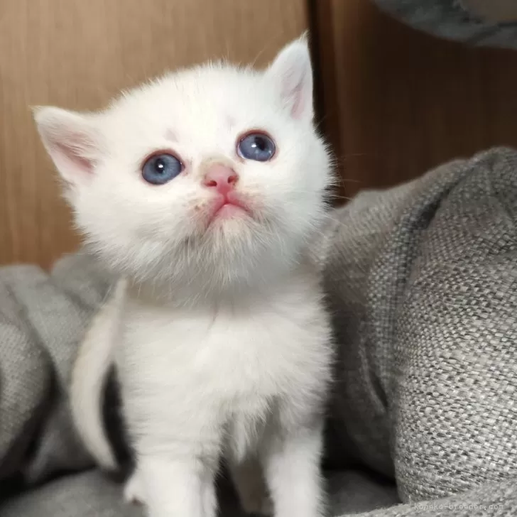 ID:2406-03440の子猫