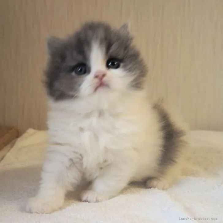 ID：2301-01098の子猫