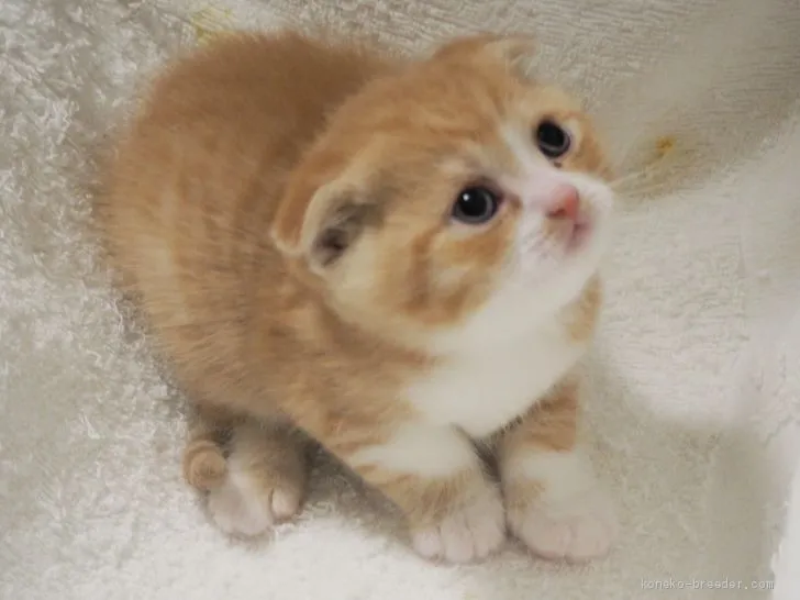 ID：2004-00384の子猫