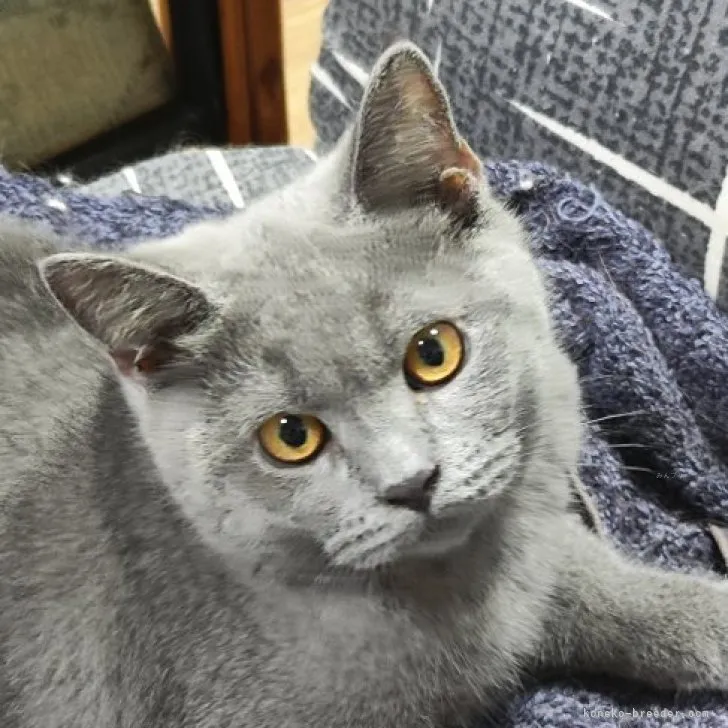 ID:2306-00544の子猫