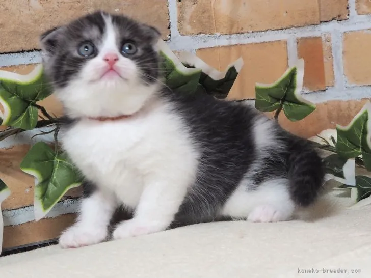 ID：2206-03041の子猫