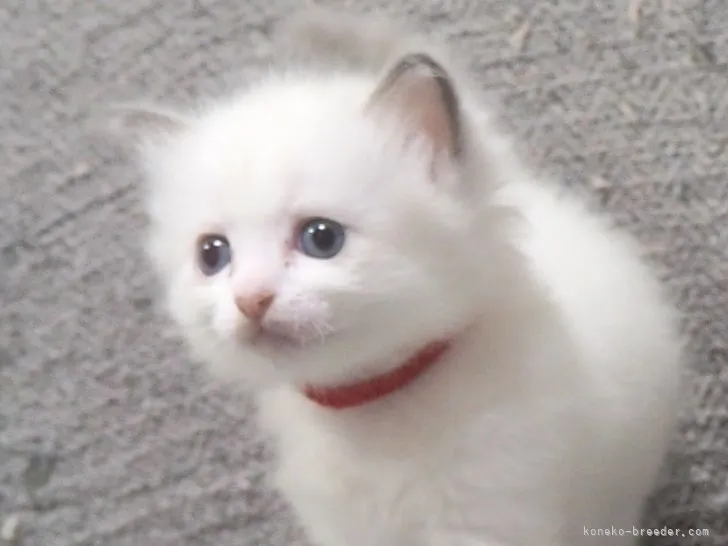 ID:2109-01932の子猫
