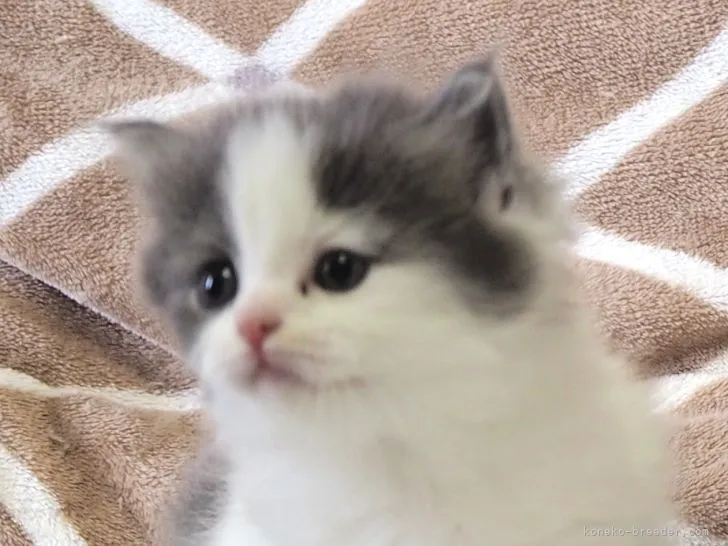 ID:2206-03037の子猫