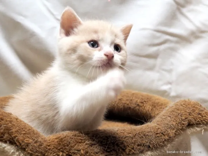 ID:1908-01433の子猫