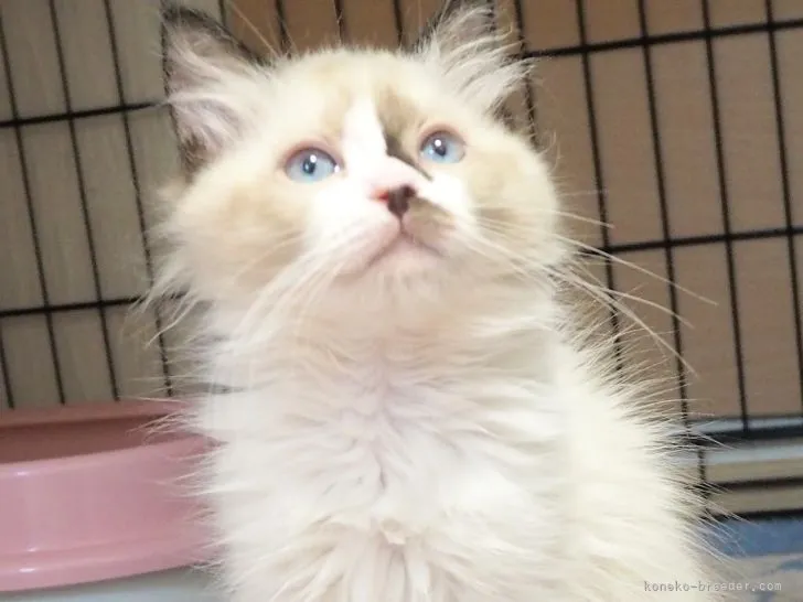 ID：2205-01072の子猫