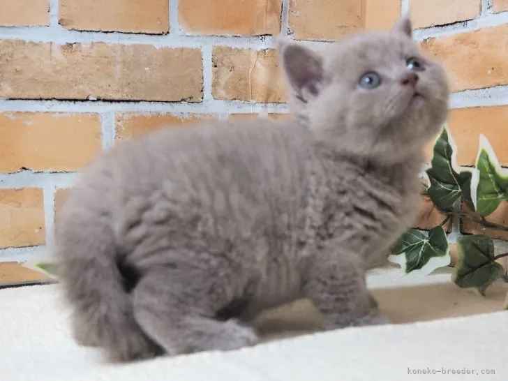 ID：2207-00811の子猫