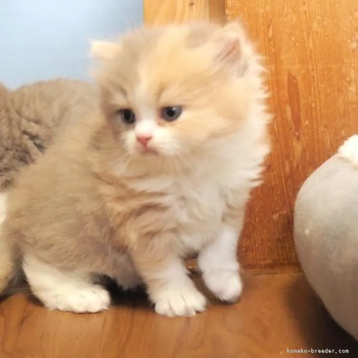 ID:2212-00592の子猫