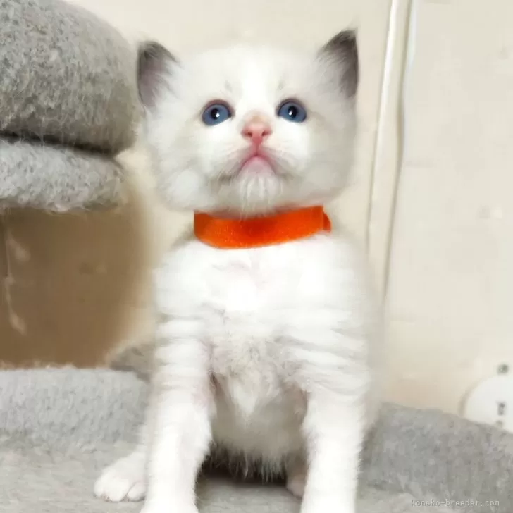 ID:2406-02781の子猫