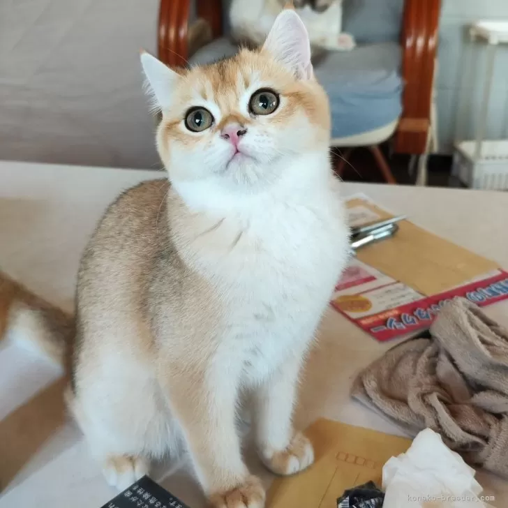 ID:2407-03244の子猫