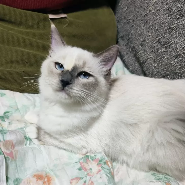 ID:2407-01799の子猫