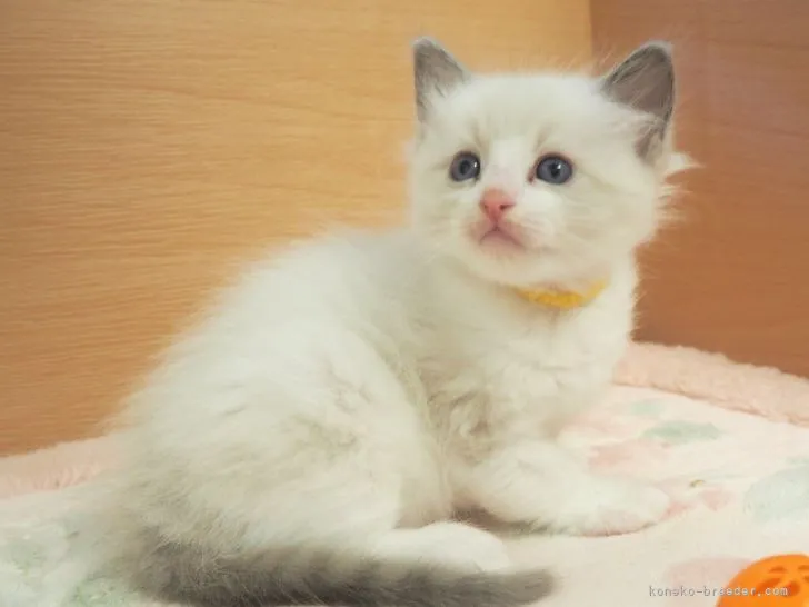 A.Y 様のお迎えした子猫