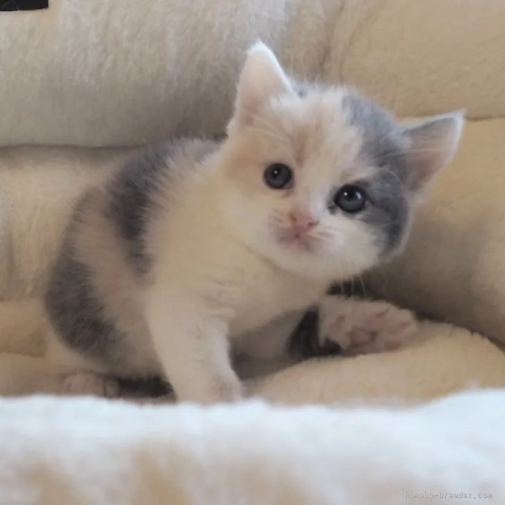 ID：2305-03410の子猫