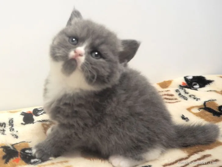 ID：2111-00047の子猫