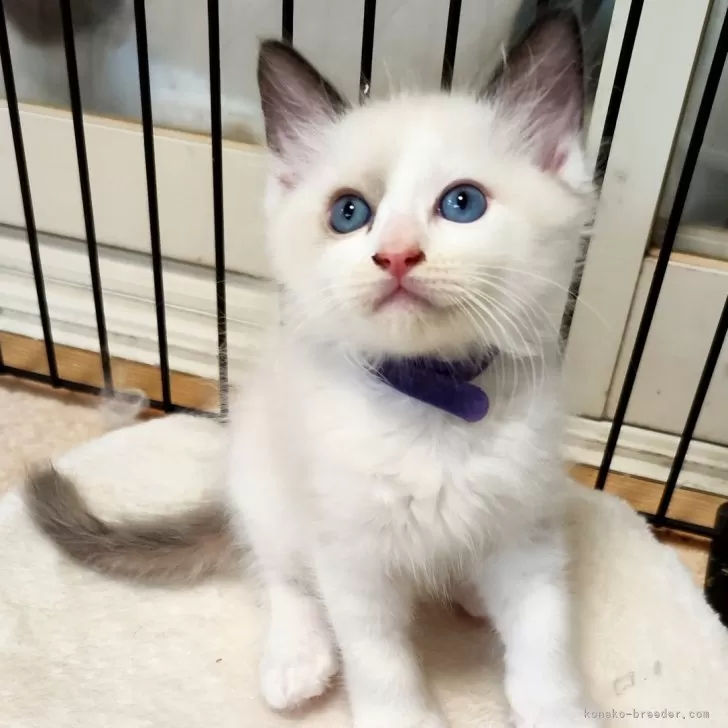 ID:2406-02531の子猫