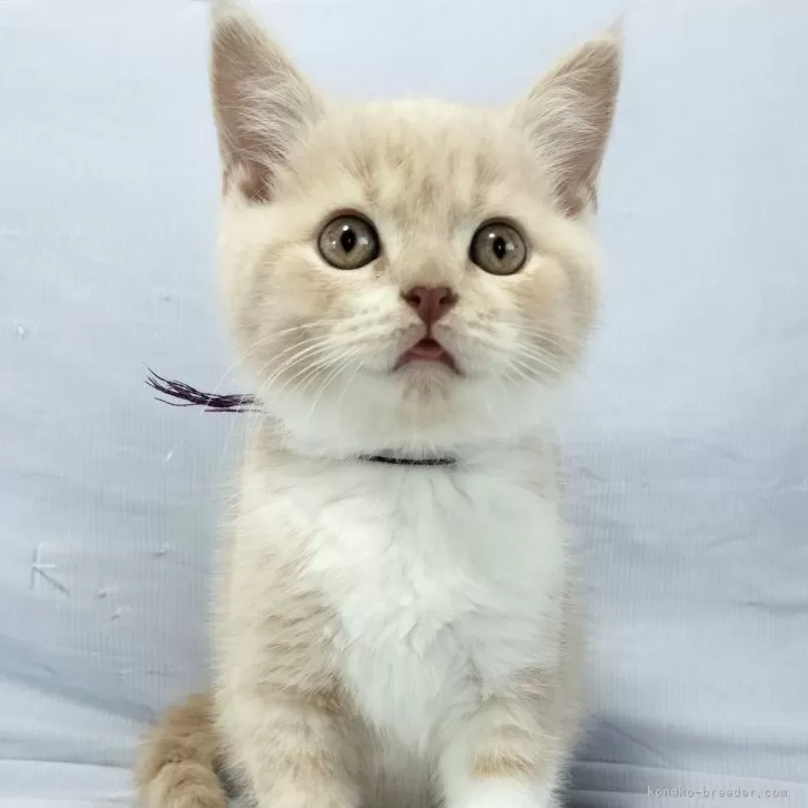 ID：2411-02319の子猫