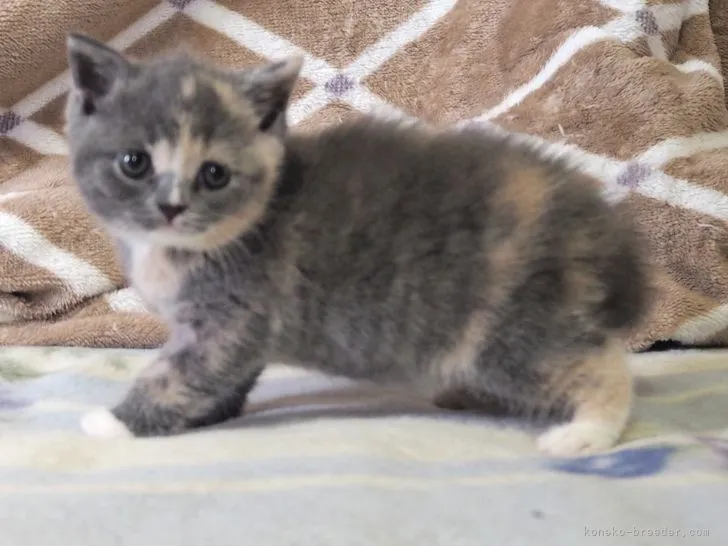 ID：2206-03034の子猫