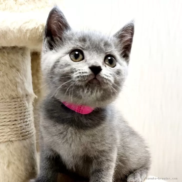 ID：2407-03057の子猫