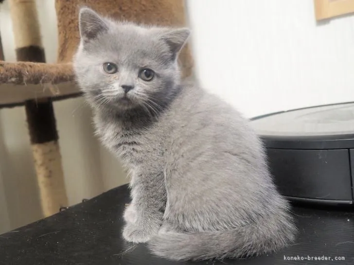 ID：2201-00165の子猫