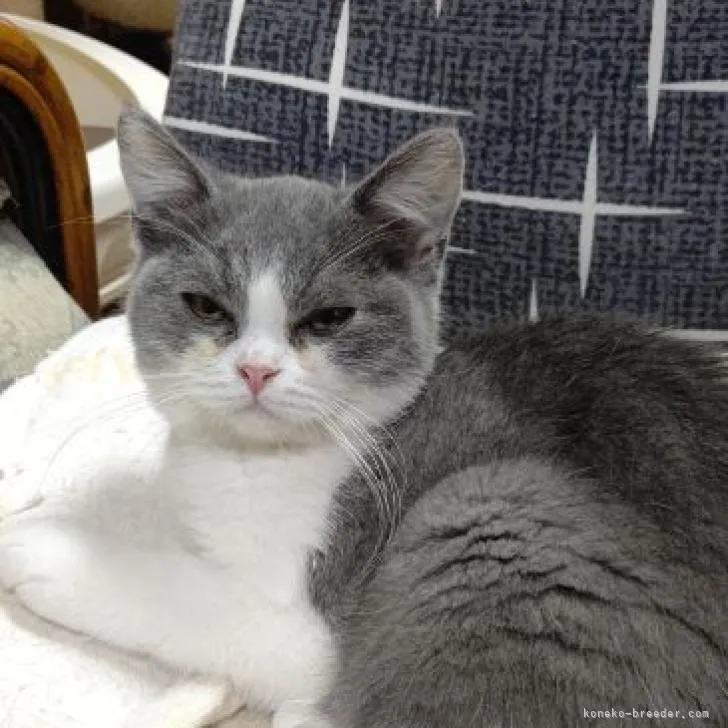 ID:2211-01330の子猫