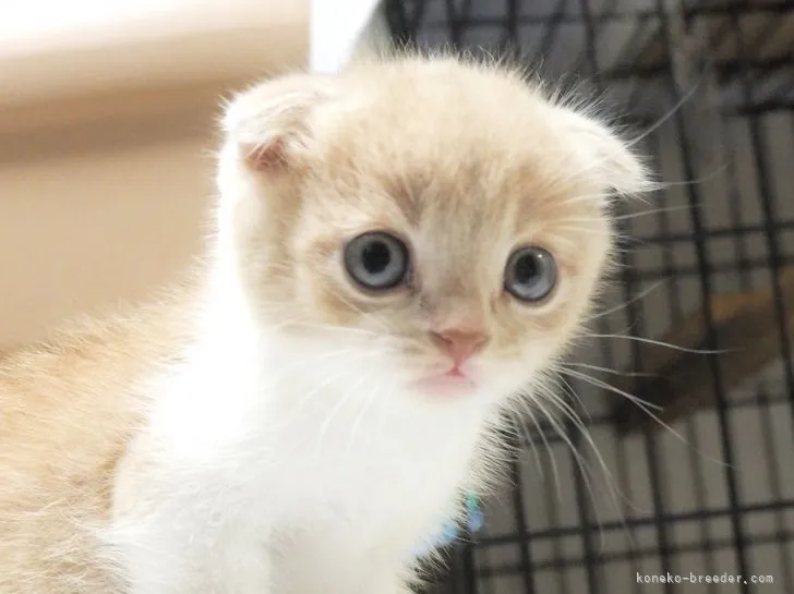 ID:2107-00602の子猫
