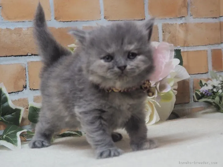 ID:2203-01625の子猫