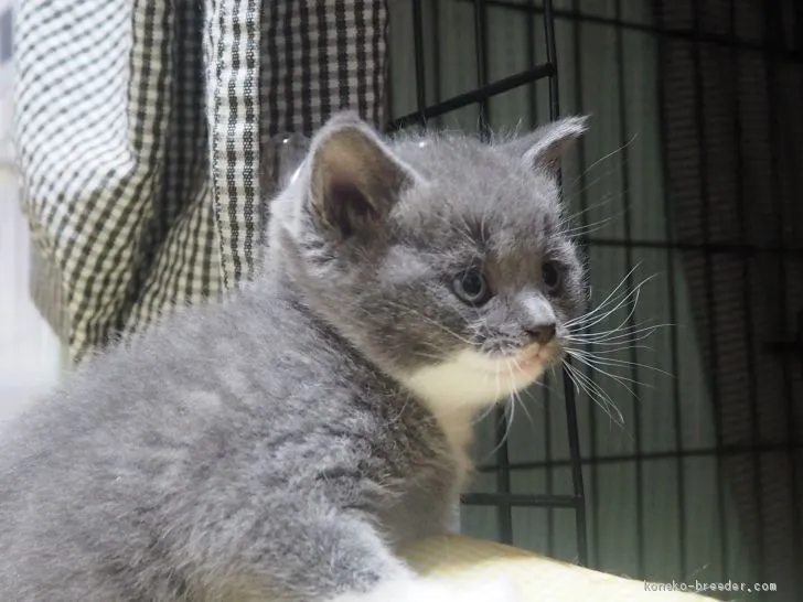 ID：1904-01813の子猫