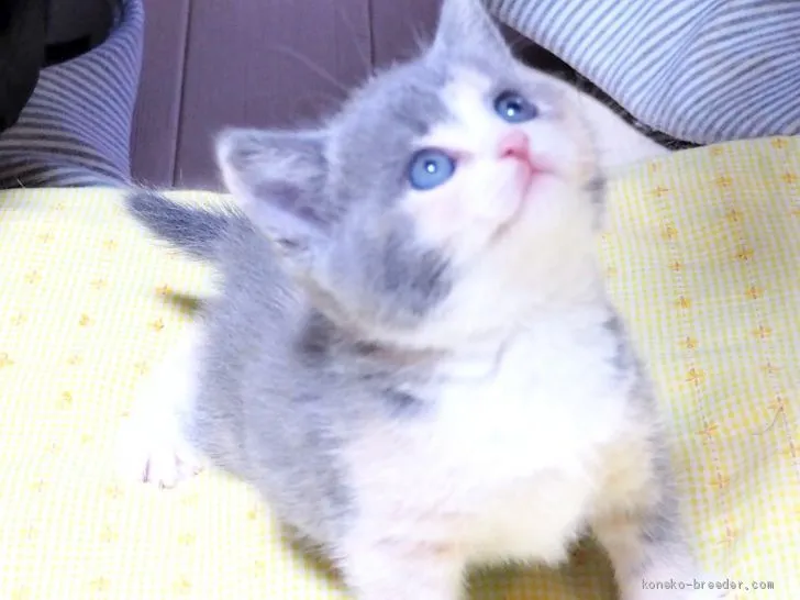 ID:1904-01810の子猫
