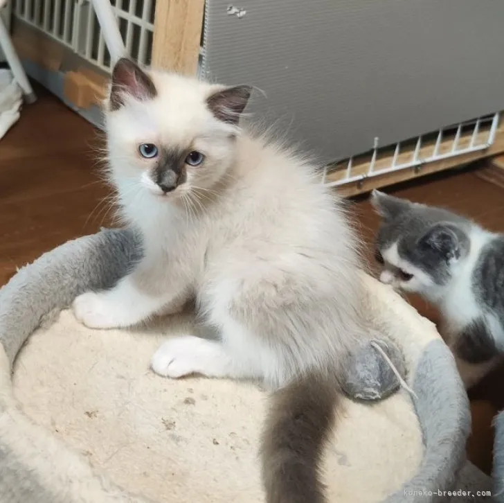ID:2306-00799の子猫