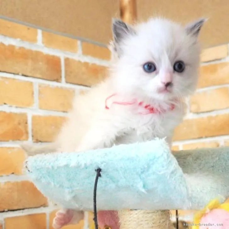 ID:2301-00566の子猫
