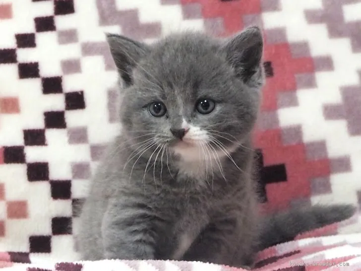 ID:1905-00052の子猫