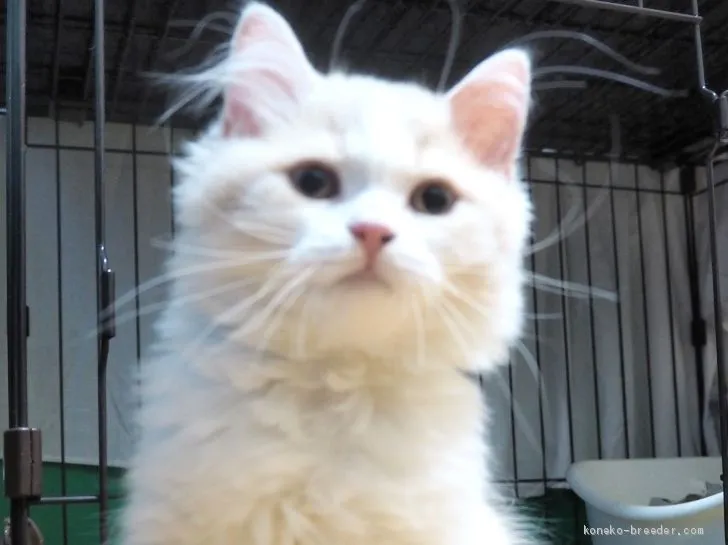 ID：1908-01370の子猫