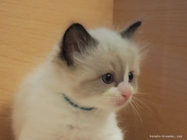 ID:2205-01075の子猫