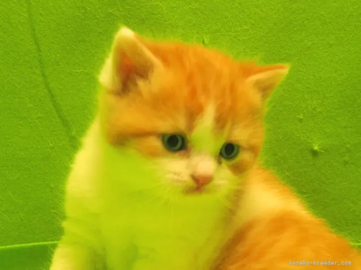 ID：2104-02345の子猫