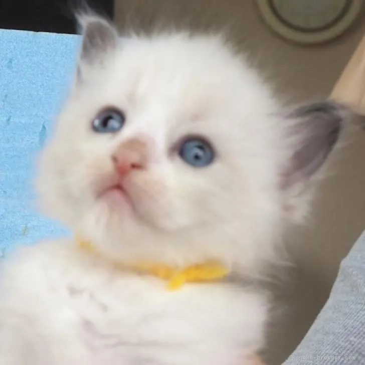 ID：2210-02711の子猫
