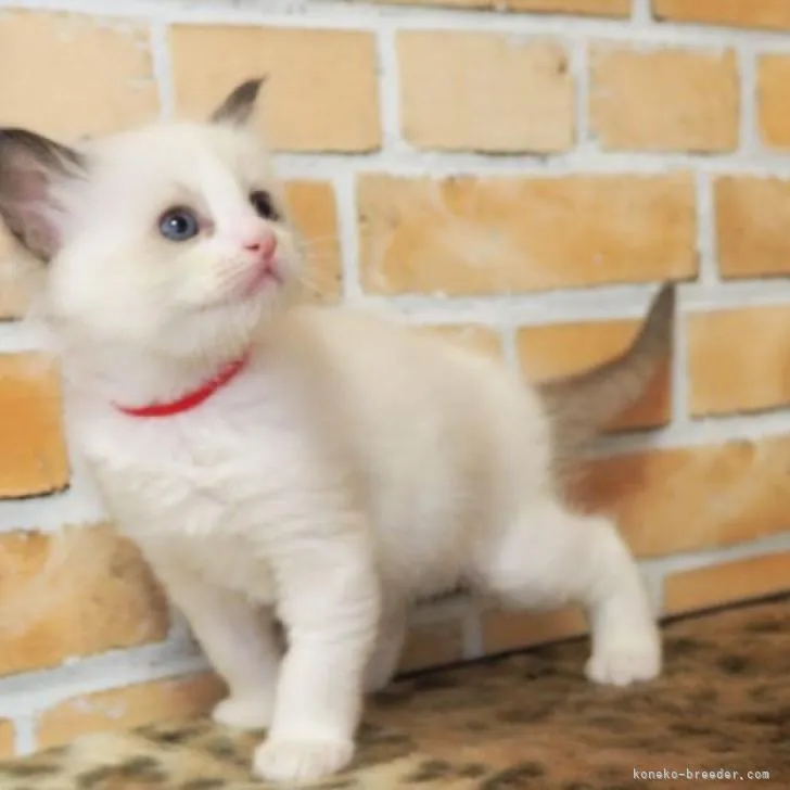 ID：2211-01320の子猫